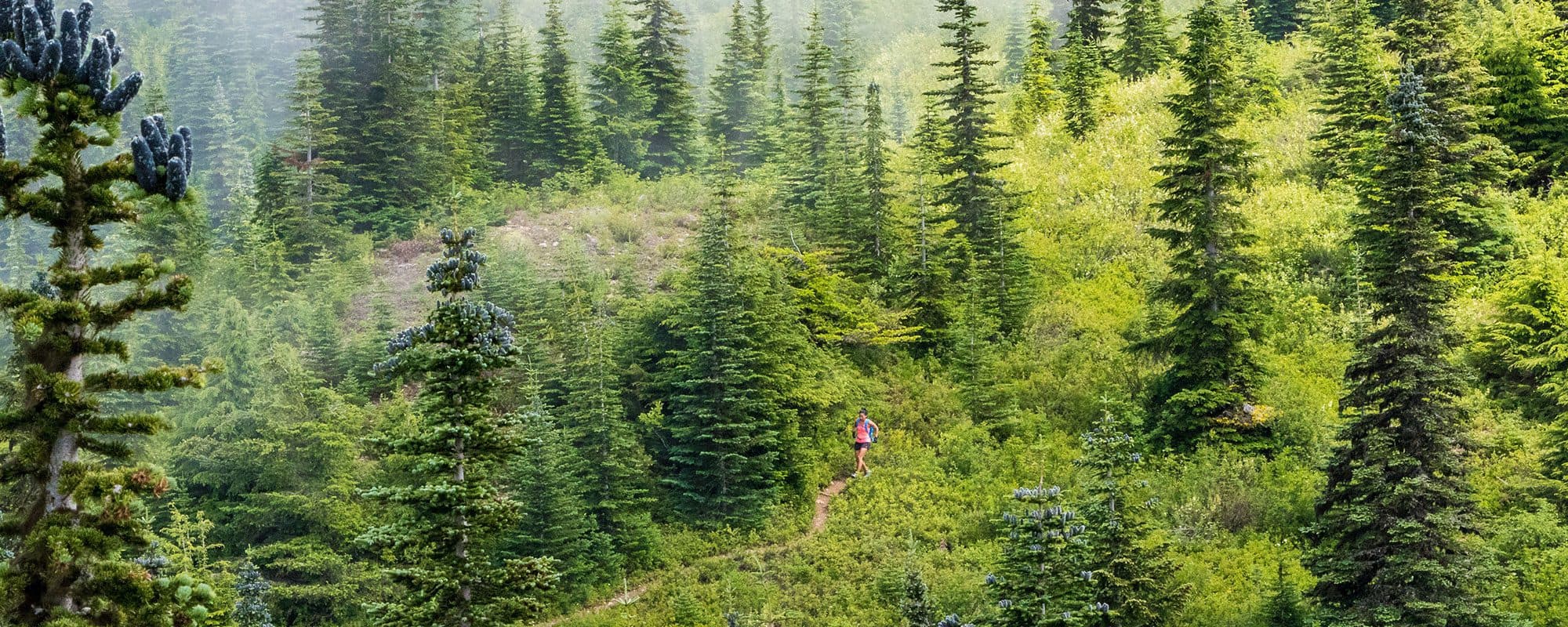 a person walking on a path surrounded by trees