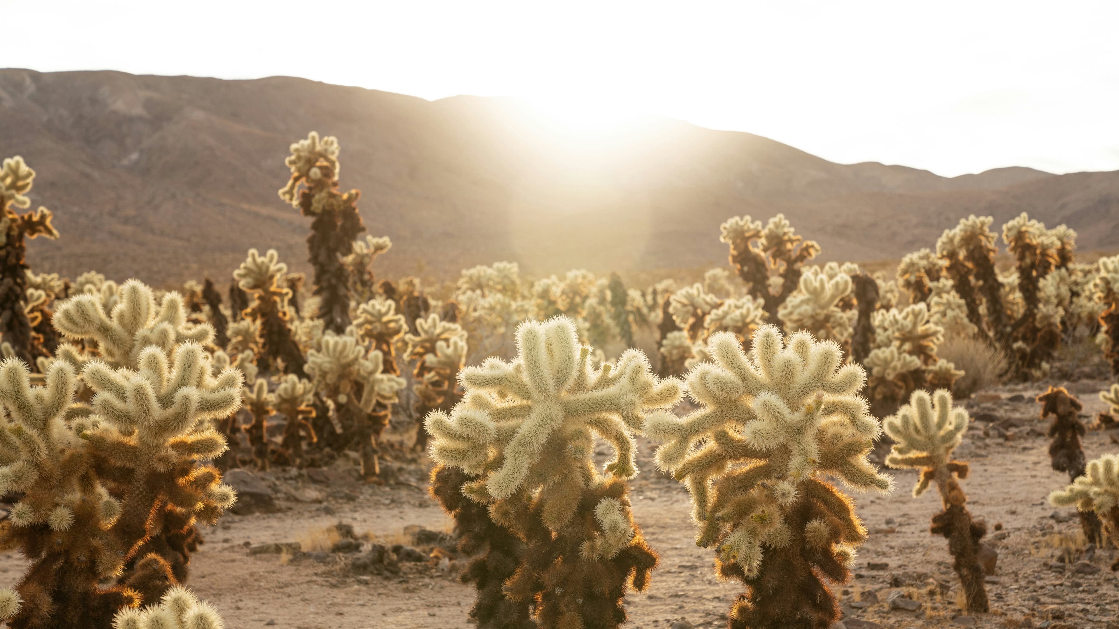 field trip joshua tree