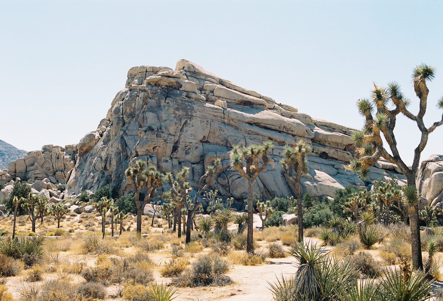 Rock formation and cactus trees in desert